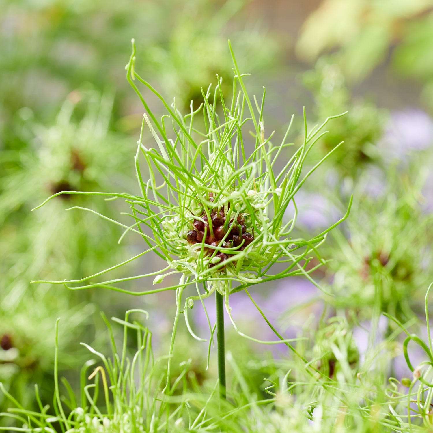 Allium vineale 'Hair'